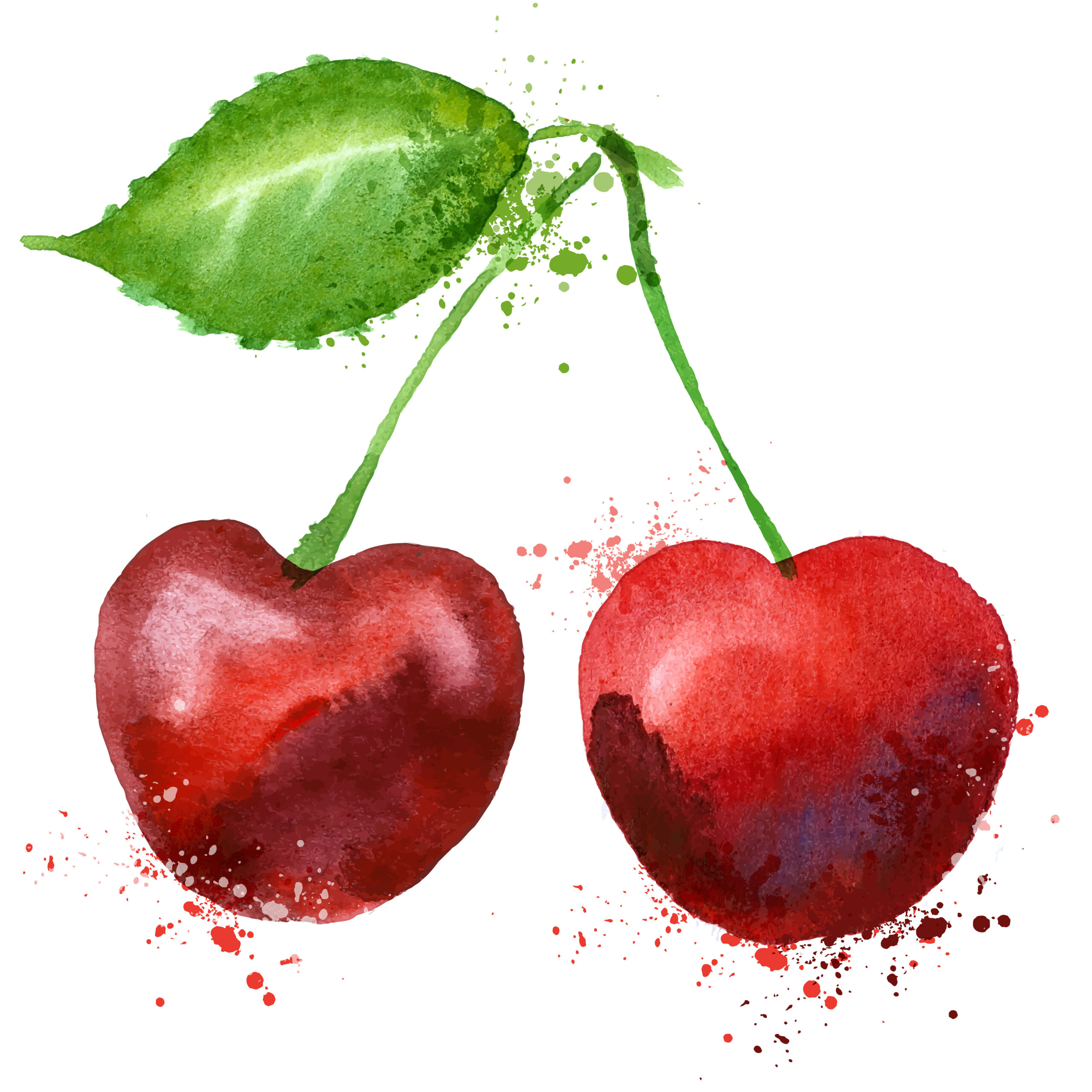 watercolor drawing. cherries on a white background. vector illustration