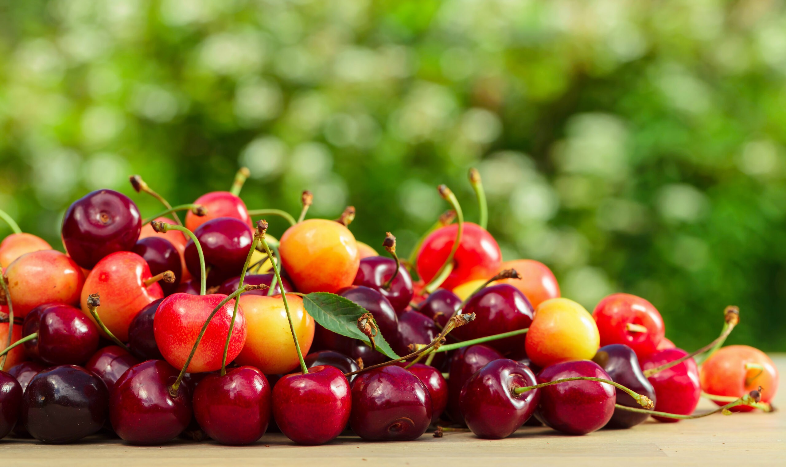 red and rainier cherries with a green outdoor background