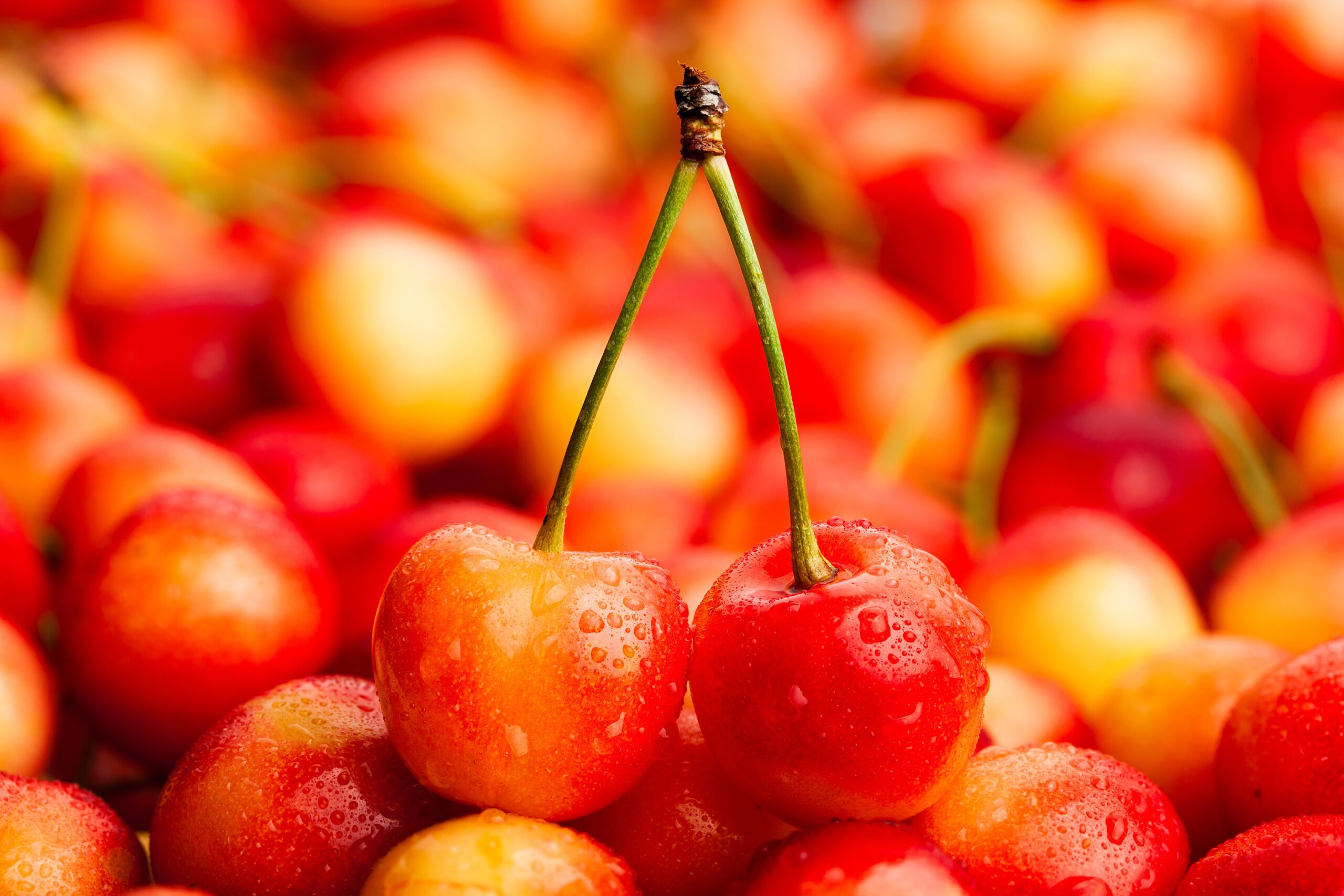 rainier cherries