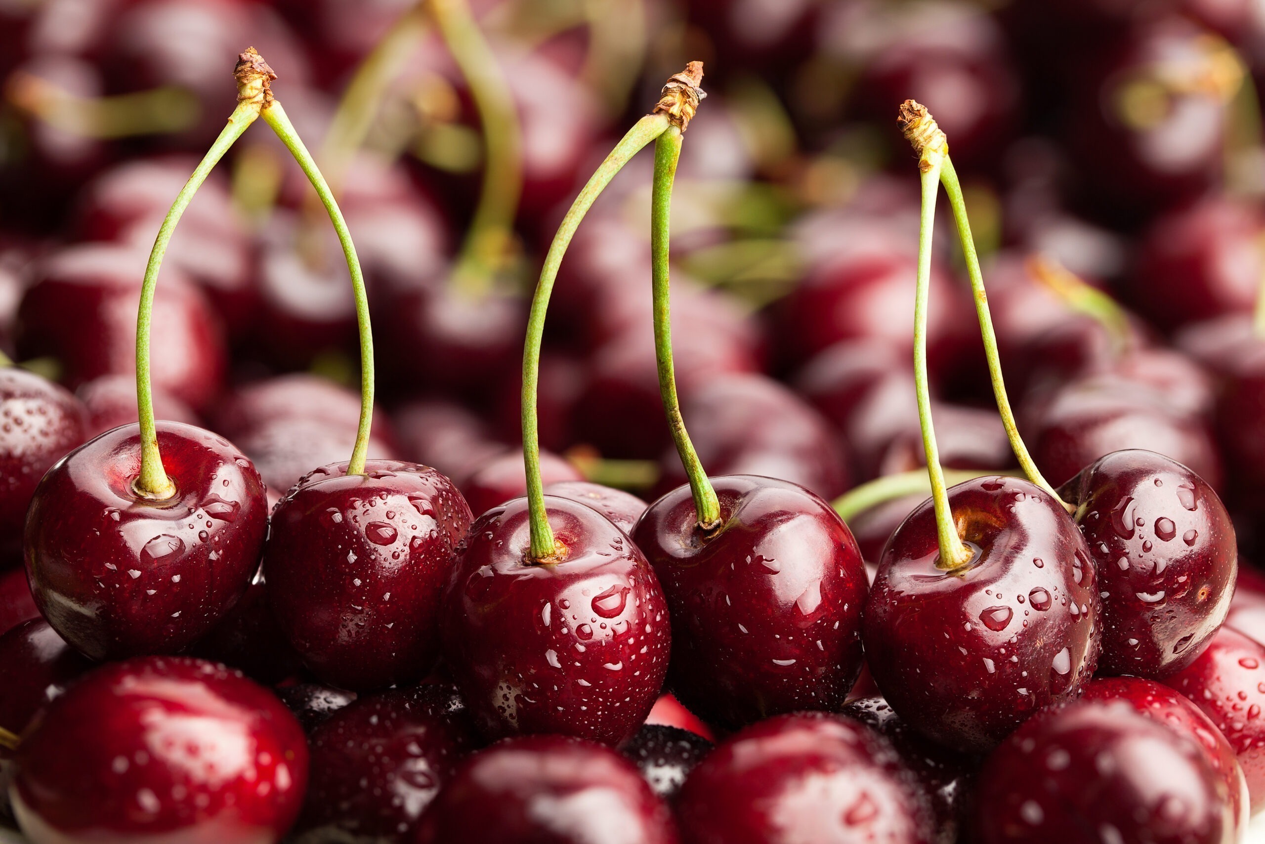 fresh cherries standing with green stems up