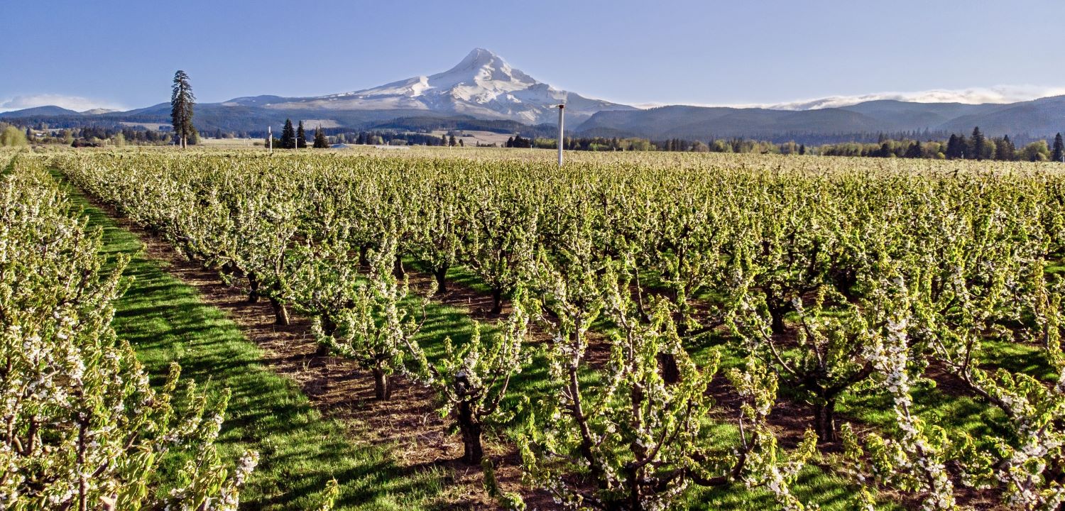 cherry orchard with mountain in the backgound