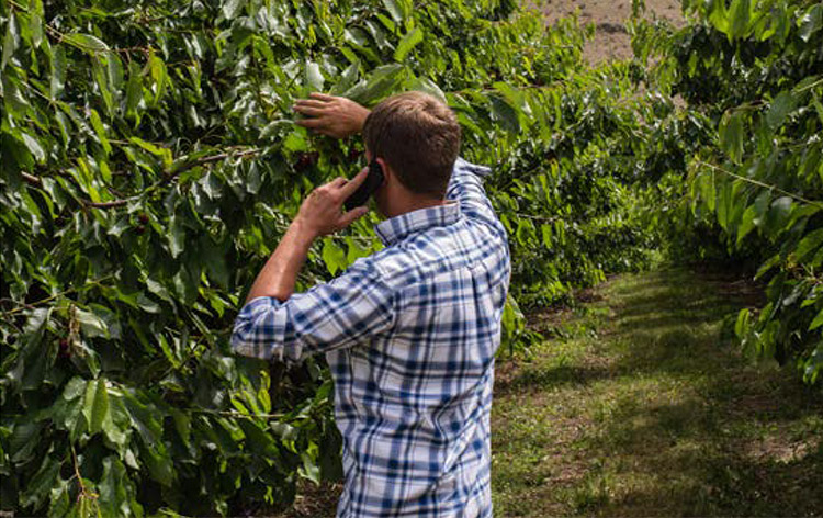 man talking on the phone while touching cherries in the tree