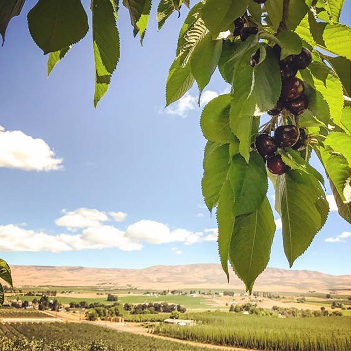 cherry tree branch in the foreground with valley in the back