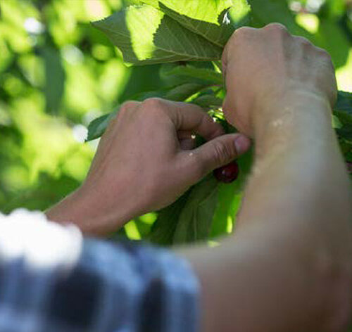 Male hand picking cherries out of the tree