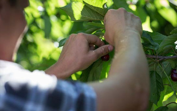 Male hand picking cherries out of the tree