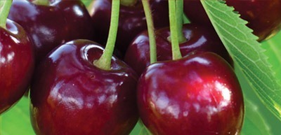 Red cherries in the tree