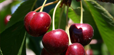 Red cherries in the tree