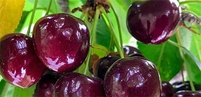 Red cherries in the tree