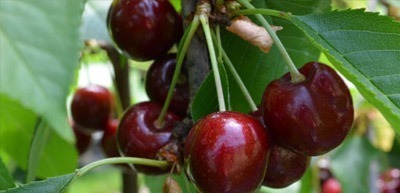 Red cherries in the tree