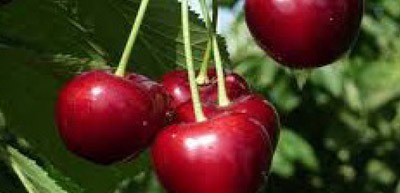 Red cherries in the tree