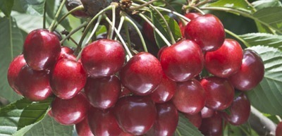 Red cherries in the tree