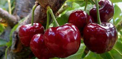 about-cherry-variety-skeena