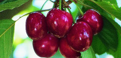 Red cherries in the tree