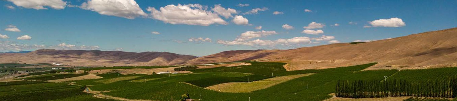 Rolling hills with multiple cherry orchards