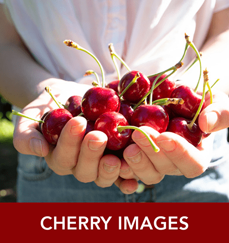 NW Cherry Images