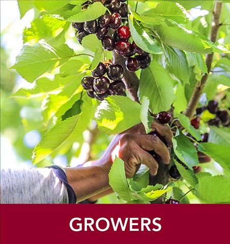 NW Cherry Growers